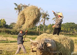 'Chạy rơm' giữa ngày nắng nóng ở vùng quê Nghệ An