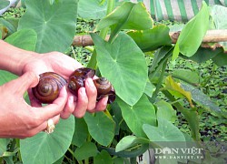 Hậu Giang: "Rước" ốc bươu đen lên nuôi trên cạn, con nào cũng mau lớn, bóng bẩy, thương lái tranh nhau mua