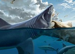 Kích thước 'siêu khủng' của loài cá mập khổng lồ tiền sử Megalodon lần đầu được tiết lộ