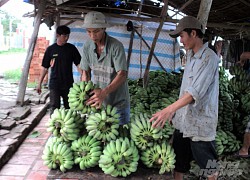 Kiên Giang: Giá chuối xiêm bất ngờ tăng vọt lên 10.000 đồng/nải, bắp chuối cũng được mua mạnh