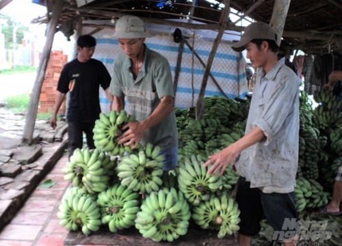 Kiên Giang: Giá chuối xiêm bất ngờ tăng vọt lên 10.000 đồng/nải, bắp chuối cũng được mua mạnh