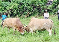 Ngăn bò chọi nhau, người phụ nữ bị húc thủng bụng