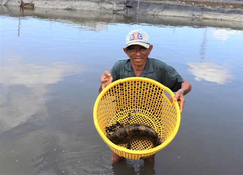 Ông nông dân này nuôi loài cá đặc sản gì mà cứ bán 1 con là lời hẳn 150.000 đồng?