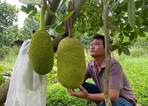 Phát sốt với những vườn mít Thái siêu sớm của nông dân An Giang mỗi năm "hái" ngon ơ vài trăm triệu đồng