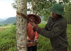 Phú Yên: Giá mủ cao su không ngừng tăng cao, nông dân phấn chấn, đến người đi cạo mủ cũng kiếm dăm trăm ngàn/ngày