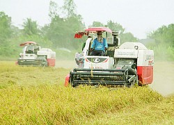 Thông tin 90% người Việt dùng gạo &#8220;bẩn&#8221; hoàn toàn sai sự thật