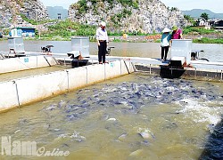 Thu nước trên núi Bút Sơn, làm "sông trong ao" nuôi cá, đàn cá nhung nhúc lớn như thổi, bán đắt hàng