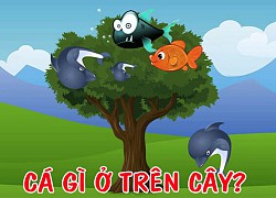 Cá gì ở trên cây?