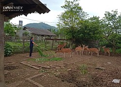 Cao Bằng: Nuôi loài thú cứ đến mùa "ái ân" đang hiền lành hoá hung dữ, thế mà ai nuôi cũng khá giả