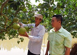 Hải Dương: Bưởi đào Thanh Hồng được mùa, bất chấp &#8220;con Covid&#8221; gây hại, nông dân vẫn thu hàng chục tỷ