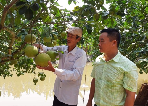 Hải Dương: Bưởi đào Thanh Hồng được mùa, bất chấp "con Covid" gây hại, nông dân vẫn thu hàng chục tỷ