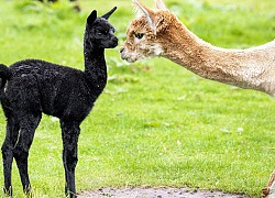 Lạc đà Alpaca đen trị giá nghìn đô chào đời ở Scotland