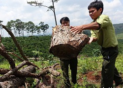 Lâm Đồng: Toàn bộ lãnh đạo một hạt kiểm lâm bị điều chuyển để điều tra phá rừng