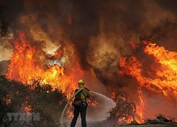 Mỹ: Hơn 800.000 hécta rừng đã bị thiêu rụi ở bang California