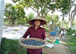 Ngỡ ngàng loại quả đen sì, trước rụng đầy vườn nay thành đặc sản đắt hơn thịt lợn