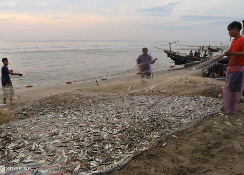 Ngư dân nướng cá trích kiếm tiền triệu mỗi ngày