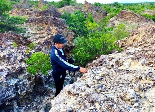 Ninh Thuận: Phát hiện bãi rạn san hộ cổ hóa thạch 'có một không hai'