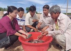 Sóc Trăng: Nuôi loài cá toàn con đực ở chung 1 ao, bắt 235 tấn, lãi ròng 1 tỷ đồng