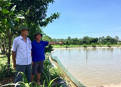 Nuôi cá VietGAP, cá lớn nhanh dễ bán, nông dân Thủ đô thu tiền tỷ