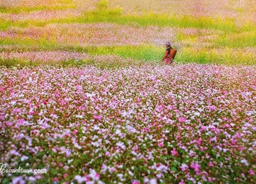 Hà Giang mùa hoa tam giác mạch - Ngây ngất nét hồn nhiên