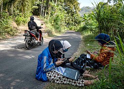 Trèo lên cây để... học từ xa