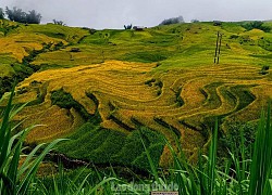 Về Y Tý ngắm "mùa vàng" trên những thửa ruộng bậc thang