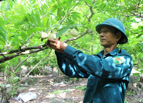 Xã Đồng Tâm: Bắt na chín theo ý muốn, quả mã đẹp, ngọt thơm, ít hạt, nông dân thu hàng trăm triệu mỗi vụ