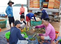 Phú Yên: Khổ, giá tôm hùm cứ tụt thê thảm, tôm hùm quá lứa to lắm rồi, bán thì lỗ, nuôi thì lo ngay ngáy