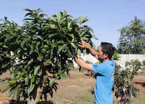 Đắk Lắk: Trồng cây bơ "không tên" vẫn thu tiền tỷ, "đá" văng các giống bơ ngoại ra khỏi nhiều khu vườn