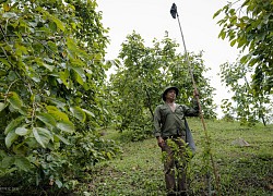 Lạng Sơn: Trái vàng trồng trên đồi núi dốc thẳng đứng "nhả vàng", quả to bằng nắm tay trẻ con