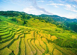 Ngắm mùa lúa chín Y Tý - nhìn từ camera bay