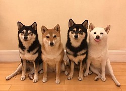 Con chó Shiba Inu nổi tiếng cộng đồng vì chuyên phá hỏng các bức ảnh chụp nhóm