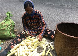 Ninh Thuận: Nhộn nhịp đi hái &#8220;lộc rừng&#8221; mùa mưa, người dân bỏ túi nửa triệu mỗi ngày