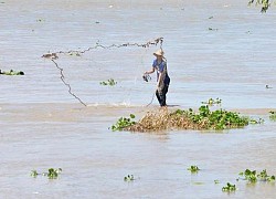 Thú vị nghề đẩy lưới, xúc rận nước ở Đồng Tháp trong mùa nước nổi