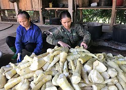 Yên Bái: "Thủ phủ" măng tre Bát Độ, bóc vỏ đem bán mà thu gần 100 tỷ đồng/năm