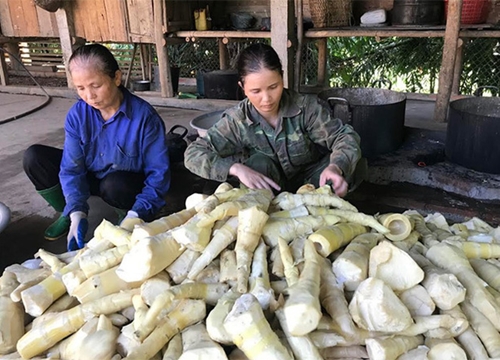 Yên Bái: "Thủ phủ" măng tre Bát Độ, bóc vỏ đem bán mà thu gần 100 tỷ đồng/năm