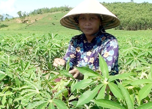 Bệnh khảm lá sắn lan ra 19 tỉnh, nông dân lo đứng lo ngồi vì giá sắn đang lên