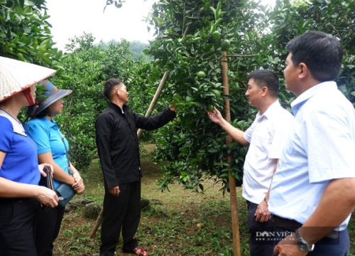 Hà Giang: Tỷ phú nông dân người Mông xây nhà đẹp, mua xe hơi nhờ trồng cây đặc sản, bắt đất "nhả vàng"