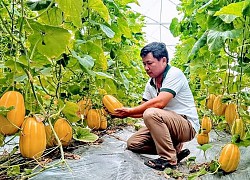 Lão nông nổi nhất vùng bởi "độc chiêu" trồng rau quả từ sữa chua hết "đát"