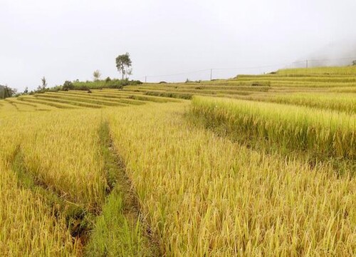 Mùa vàng trên đại ngàn Y Tý