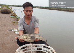 Nam Định: Cám cảnh nuôi cá mú đặc sản, con nào cũng to vẫn phải nằm ao bởi không ai mua