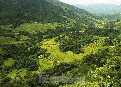 Ngất ngây áng mây bay trên những thửa ruộng bậc thang chín vàng ở Hà Giang