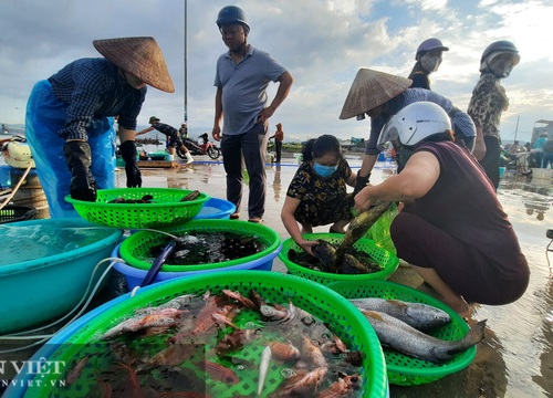 Quảng Ninh: Chuyển chợ cá Hòn Gai đến địa điểm mới, người dân Hạ Long nói gì?