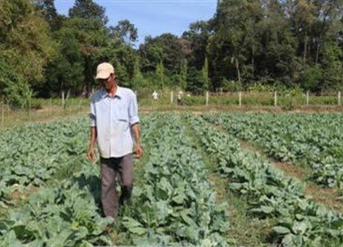 Trà Vinh khuyến khích nông dân mở rộng diện tích và đa dạng các loại cây màu