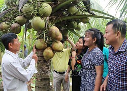 Trà Vinh: Thứ dừa đặc sản cơm vừa dẻo vừa thơm tăng giá mạnh bởi thương lái tranh nhau mua