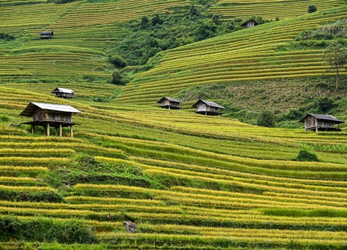 Những gam màu của Mù Cang Chải