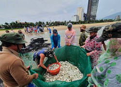 Ảnh: Ngư dân Đà Nẵng &#8220;chạy ngược bão&#8221; cùng mẻ lưới cuối cùng