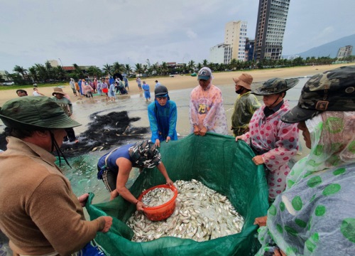 Ảnh: Ngư dân Đà Nẵng "chạy ngược bão" cùng mẻ lưới cuối cùng