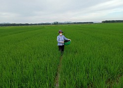 Bắc Ninh: Biến rác bếp, rác chợ thành phân hữu cơ, tưới lúa, rau màu lên xanh mướt mà ăn rất giòn