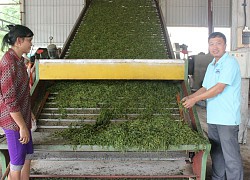 Hà Giang: "Tuấn Băng trà" thơm ngon cỡ nào mà được công nhận tiêu chuẩn 4 sao OCOP?